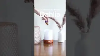 Meet One of Our Favorite Essential Oil Diffusers: Dahlia✨⁠