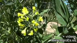 Colza cultivo - AgroEs.es