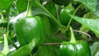 How to do SweetPepper Farming Pilipili hoho (meet a 23 year how old girl doing the farming)#farming