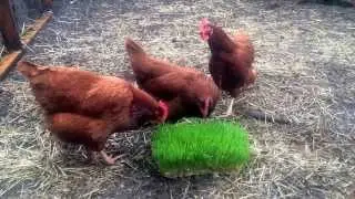 Backyard chickens eating wheat grass
