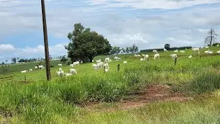 PASSADO QUE NÃO VOLTA MAIS 😢 BARULHO DA ENXURRADA DA CHUVA 🙏ALTONIA PR 🇧🇷 #passado #chuva