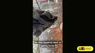 Toronto Squirrel Removal: How Vines Damage Homes and Attract Wildlife