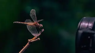 Insects macro video | cinematic video | shoot in skyvik macro lens | macro photography|