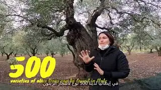 Olive harvest season