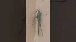 Esperanza, Saltamontes o Grillo de la suerte