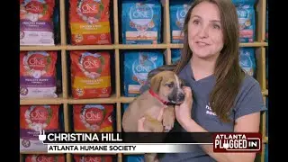 Purina -Finding That Perfect Pet with the Atlanta Humane Society
