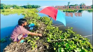 বোয়াল ডাঙা বিলের মাছ ধরা ✅ Amazing Bill fishing video ✅ Best fishing video 