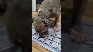 Riley Uses this Snuffle Mat Every Morning to Keep Him Busy