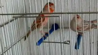 PRVO PARENJE 2012,FIRST PAIR 2012
