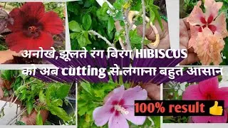 Rare Hibiscus grow from cutting with best results
