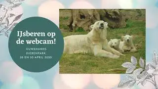 IJsberen Ouwehands Dierenpark op de webcam! (Polar bears Ouwehands Zoo on the webcams.)