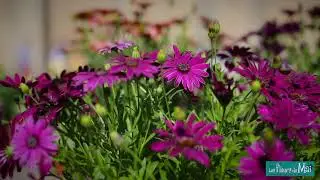 Les Fleurs de Mai Saint-Benoît 86 (2018)