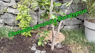 Clematis and eucalyptus garden feature