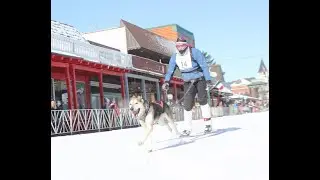 Video: 2020 American Birkebeiner Barkie Birkie Skijor