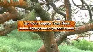 MOA Hawaii & Hawaiian Legacy Hardwoods Leaving a Legacy