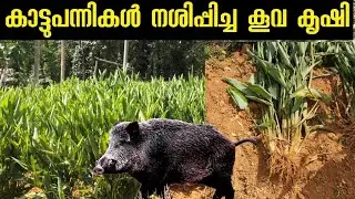 കൂവകൃഷി മുഴുവൻ കാട്ടുപന്നികൾ നശിപ്പിച്ചു | Wild boars destroyed the arrowroot Plants | boar attack