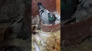 Strange behavior #pigeon