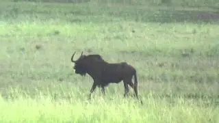 South Africa Black Wildebeest Hunting March 2016