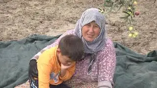 VELHASIL - ZEYTİN BELGESELİ