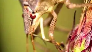 Brown Marmorated Stink Bug in Macro [Raynox DCR-150]