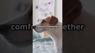 Why Do Dogs Scratch Their Beds Before Lying Down?