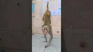 Monkey attack in Vrindavan #shorts #monkey #vrindavan