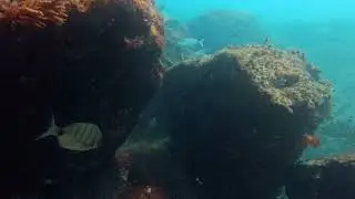 UNDERWATER JOURNEY WITHOUT SCUBA &mdash; A WORLD OF SILENCE AND FREEDOM