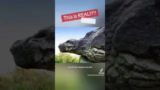 Petrified Giants #education #foryou #tiktok #giant #history #moana #disney #viral #trending