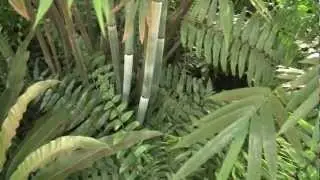 Tropical Backyard (1)  Bananas, Mangos & Bamboo etc.