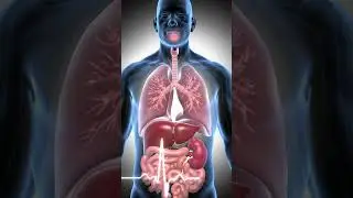 How the Body Shuts Down Before Death | Final Moments Explained #shorts #sciencefacts