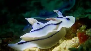 Chromodoris Willani nudibranch
