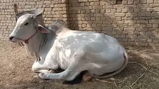 Al sheikh cattle farm sibi 