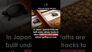 Japan Built Special Paths Under Railways to Protect Turtles 🐢🚆 #dailyfacts #amazingfacts #factshort