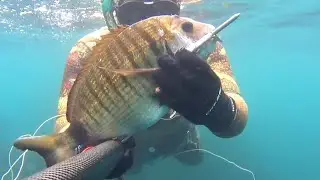 Spearfishing 🐟 