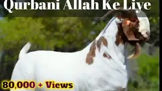 EID UL ADHA-2024, Whatsapp status BEST VIDEO,30000 ka bakara | Bakrid Status 2021 | Kaifi Aquib |