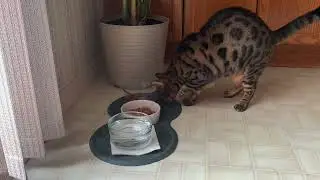 Umka is trying Gourmet Nature&rsquo;s Creations for the first time - January 2022