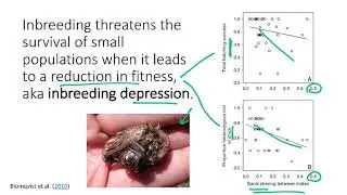 BIO178 Week 9 Conservation Genetics: Inbreeding