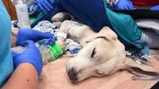So Cold He Had No Temperature &mdash; Warmth Brought Him Back #animals #dog