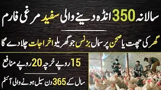 Best Hen For Egg Farming in Pakistan | High Egg Production Poultry Farm | Ajmal Hameed TV 