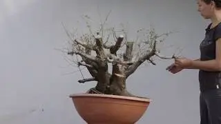 #220 Prunus cerasifera / Anima Bonsai Studio