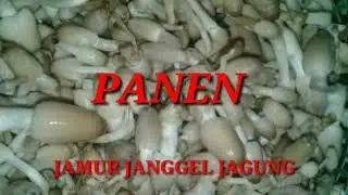 Panen Raya Jamur Janggel(bonggol)Jagung