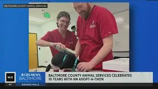 Baltimore County animal services celebrated 10 years with an adopt-a-thon on Saturday