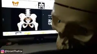 Grant The Fox   Skelton Boner #SkeltonSeason is Upon us   kh&ocirc;ng nhịn được cười