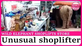 Wild elephant shoplifts grocery store in Thailand