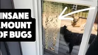 Catchmaster Window Fly Traps