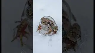 Frogs Can Freeze Solid and Come Back to Life
