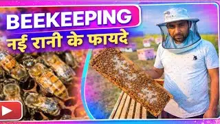 Nayi Rani kyo honi chaiye #beekeeping #indianbeekeepar #honeyfarming #realhoney #queen #tonk #india 