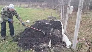 На даче в декабре - собираем весенние грибы, пересаживаем смородину, малина - по науке