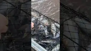 Loading up Catfish Wire Nets!!! #big #fishing #catfish #channel #fish