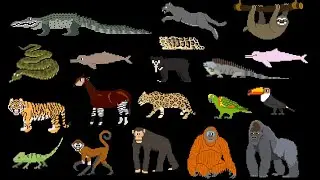 Rainforest Animals - @TheKidsPictureShow